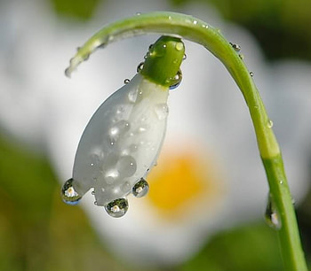 snowdrop for Snowdrop89, snowdrop, spring, dew, flower HD wallpaper