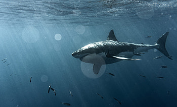 Eye to eye with Great White Sharks, Oceanographic HD wallpaper