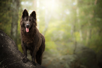 Belgian Tervuren, Belgian shepherd, Cute dog , Full quality HD wallpaper