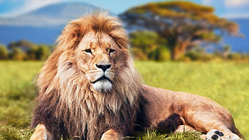Lion , lion, animals, forest, king HD wallpaper