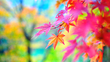 Bright of Autumn, colorful, graphy, attractions in dreams, panoramic view, love four seasons, leaves, trees, autumn, nature, fall season HD wallpaper