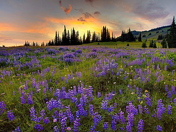Landscape, Sunset, Fields HD wallpaper