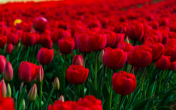 Rose Garden, rose, garden, flowers HD wallpaper