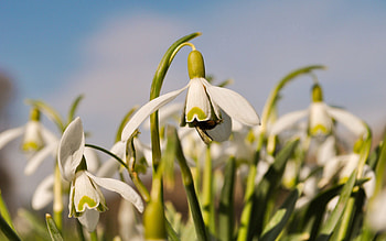 Flowers, Macro, Field, Bee, Narcissus, Pollination HD wallpaper