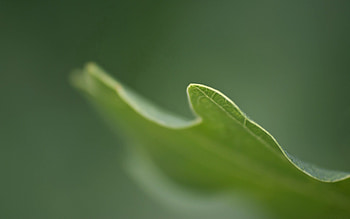 Grass, Leaves, Macro, Blur, Smooth, Carved HD wallpaper