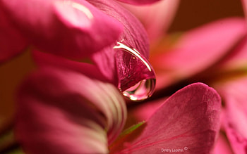 Background, Flower, Macro, Petals, Drop, Large, Big HD wallpaper