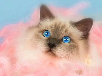 Blue-eyed kitty, blue, kitten, sweet, animal, eyed, kitty, cute, cat, adorable HD wallpaper