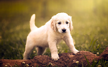 Golden Retriever puppies, Enchanting forest scenery, A walk in the woods, Nature's wonders HD wallpaper