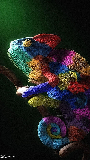 Chameleon, Colorful HD phone wallpaper
