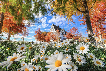 Garden flowers, Flowers, Taiwan, House, Trees HD wallpaper