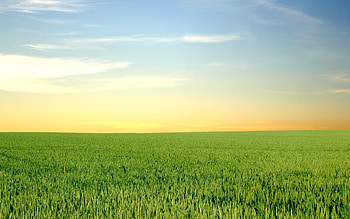 Landscape, Grass, Fields, Sky HD wallpaper