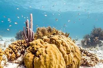 Mediterranean or Caribbean sea, Natural sponges, Intimate brand, Oceanic beauty HD wallpaper
