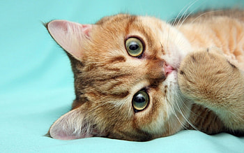 Cat, kitten, sweet, kitty, cats, cute, beautiful, paws, beauty, cat face, pretty, animals, face, lovely, hat HD wallpaper