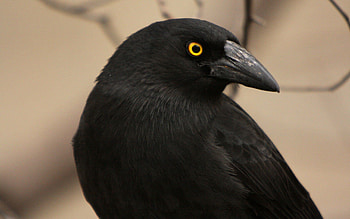Strepera graculina, Crows HD wallpaper
