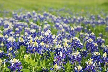 Bluebonnet in , Ultra high-definition beauty, Nature's color palette, Texas pride HD wallpaper