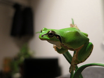 Animals, Bright, Branch, Crawl, Frog HD wallpaper