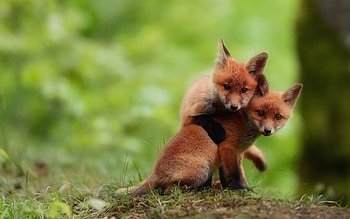 Pups, Foxes HD wallpaper