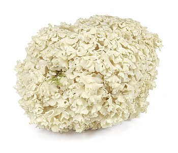 Fresh cauliflower mushrooms, West Coast Wild Foods, Food HD wallpaper