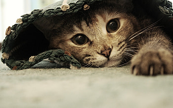 Animals, Cats HD wallpaper