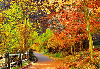 Forest road in autumn, colorful, serenity, nice, fence, trees, autumn, road, calm, path, fall, beautiful, park, falling, leaves, pretty, nature, lovely, forest, foliage HD wallpaper