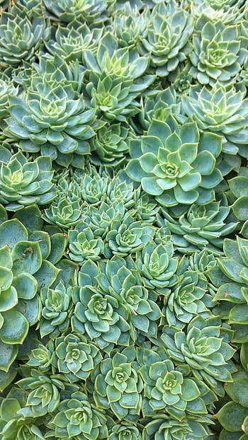 Green Aesthetic, Background HD phone wallpaper