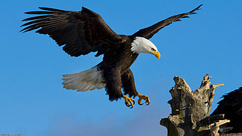... aguila-real-- ... HD wallpaper
