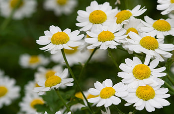 Flowers, Camomile, Petals, Field, Stem, Stalk HD wallpaper