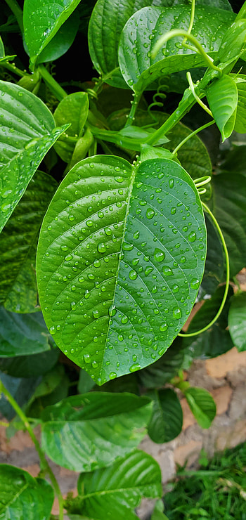 Wet leaf, terrestrial_plant, plant HD phone wallpaper