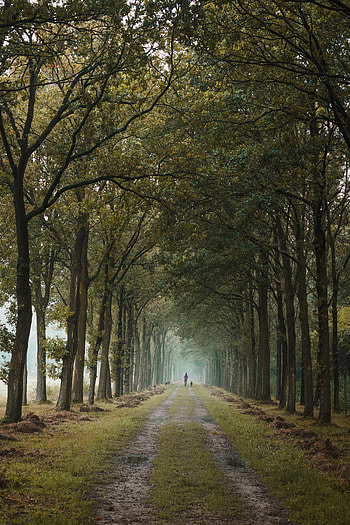 Nature, Trees, Road, Alley, Path, Dahl, Distance, Human, Person HD phone wallpaper