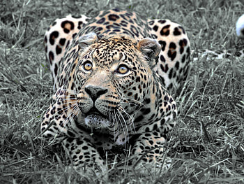 Panther, spot, wildlife, grass, zoo HD wallpaper