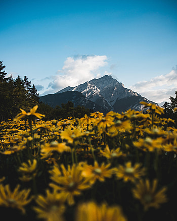 Landscape, Nature, Flowers, Mountain, Vertex, Top HD phone wallpaper