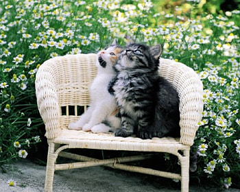 Cats on a chair, animal, kitten, chair, flower, cute, cat, pet HD wallpaper