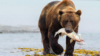 Grizzly Bear, Safari adventure, Bear watching, Natural world exploration HD wallpaper