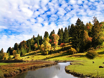 Peaceful lake, green, clouds, trees, nature, forest, lake HD wallpaper