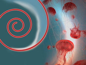 Background, Jellyfish HD wallpaper