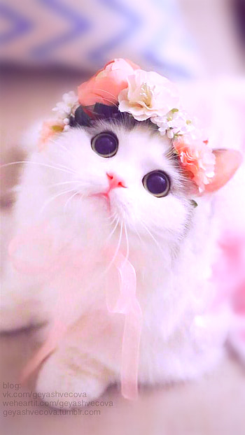 Very Beautiful Cute Cat, Cute Cat Love HD phone wallpaper
