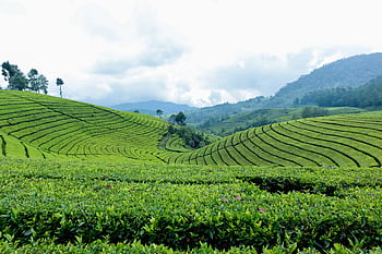 Discover the vibrant green landscape of tea plantations in Kecamatan Cimaung, Indonesia. HD wallpaper