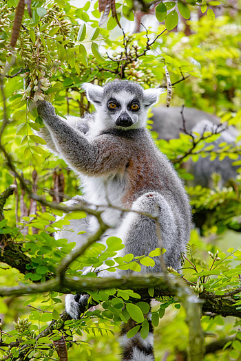 Animals, Wood, Tree, Branches, Wildlife, Animal, Lemur HD phone wallpaper