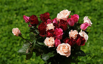 lovely, pink, white, roses, green, red, nice HD wallpaper