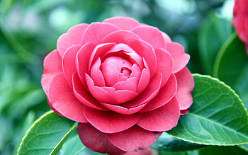 Camellia pink flower, Macro , 78618 HD wallpaper
