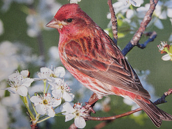 Red Bird 1080i, beautiful, flowers, bird, red HD wallpaper