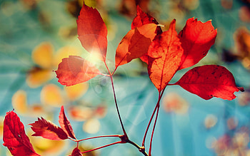 Autumn Glare, nature, leaves, autumn HD wallpaper