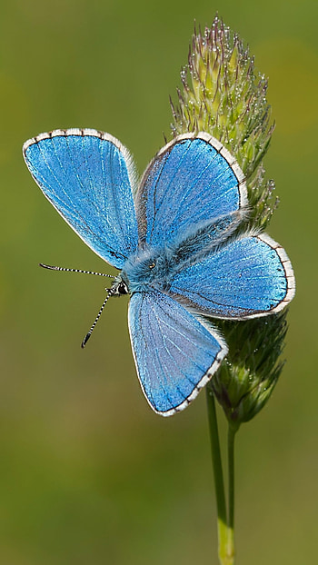 Light Blue, Butterfly HD phone wallpaper