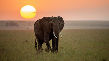 Savannah elephant, Wild Animals HD wallpaper