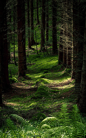 Nature, Trees, Fern, Forest, Moss HD phone wallpaper