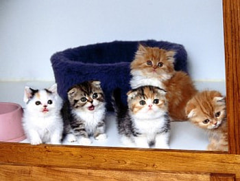 lovely kittens, animal, kitten, cute, window HD wallpaper