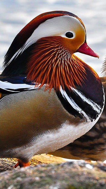 Mandarin Duck, Female Duck, bird HD phone wallpaper