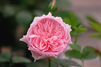 rose for Andonia, rose, pink, nature, flowers HD wallpaper