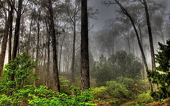 Dark Forest View, fog, trees, view, forest, dark HD wallpaper