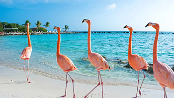 Aruba Island, Travels, Vacation guide, Caribbean islands HD wallpaper